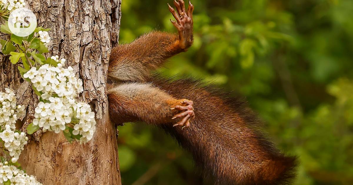 The world’s funniest animal pictures have been chosen – a squirrel escaping into a tree hole won, the Finnish shot is the audience’s favorite