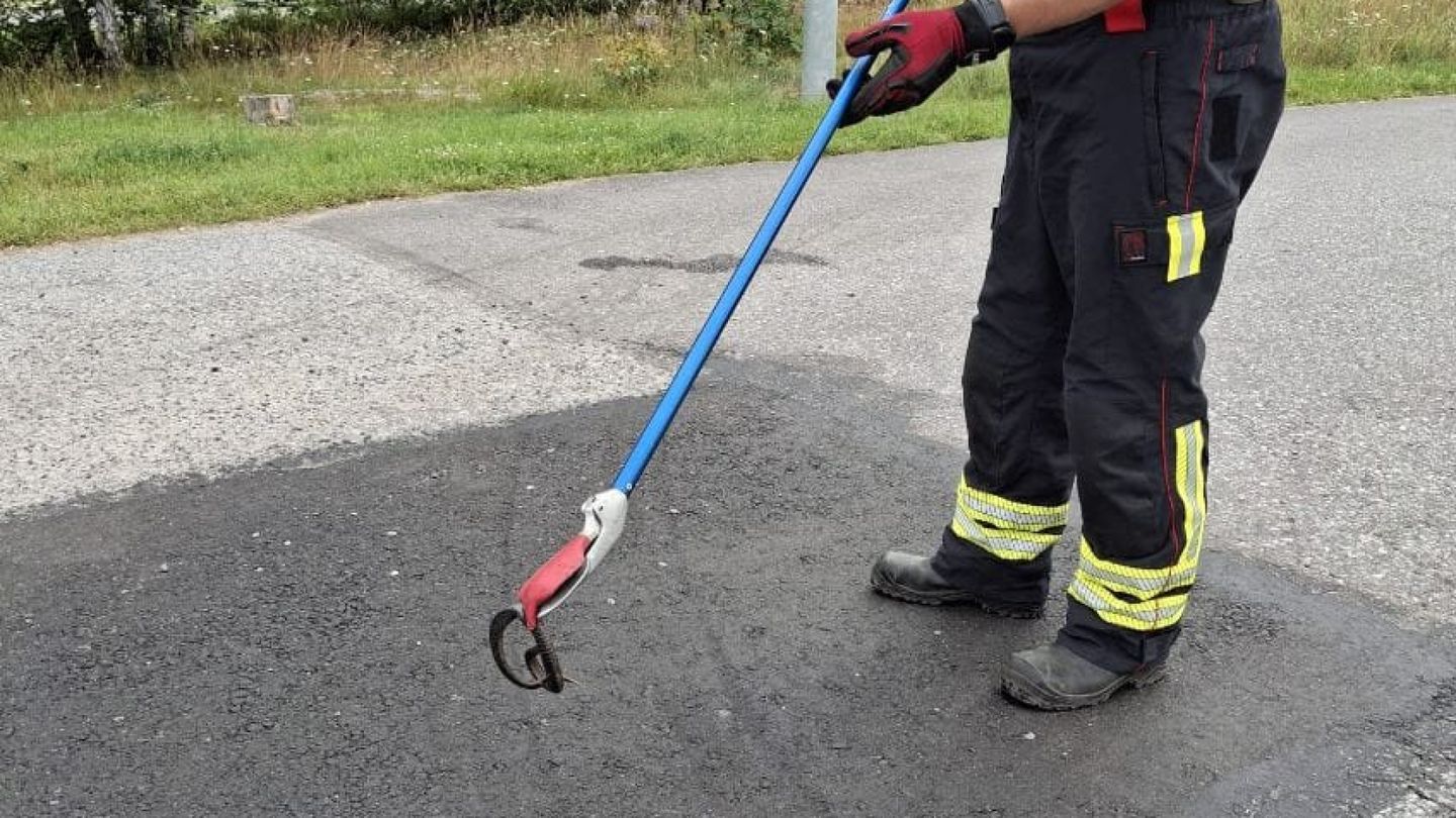 Baby viper snake enters Finnish service station, prompting rescue operation