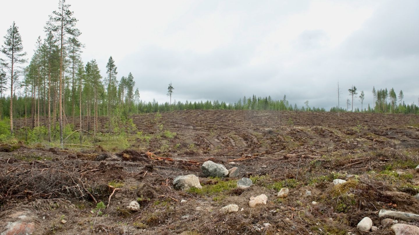 Clearcut Forests Struggle to Recover Biodiversity for Decades, Study Finds
