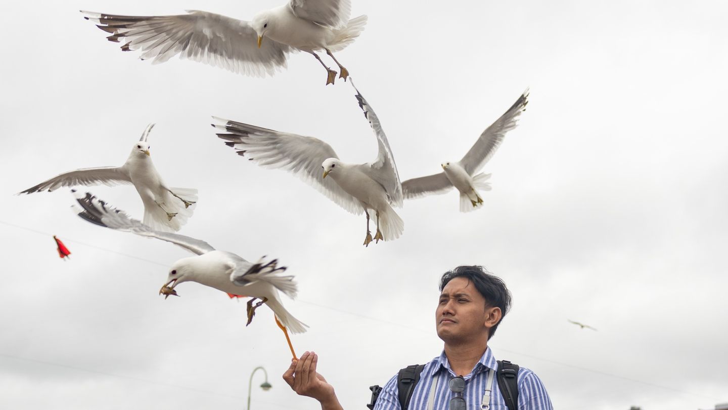 Seagulls Take Over Joensuu Library Roof, Sparking Conflict