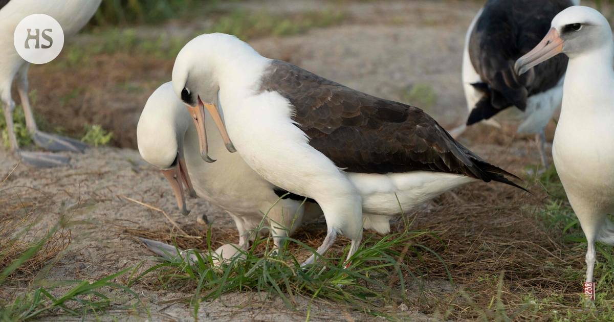 The world’s oldest bird Wisdom laid up again