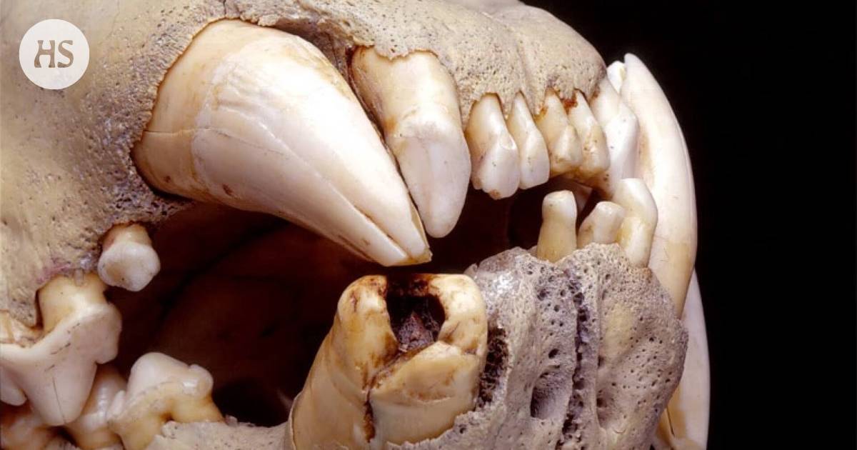 The man-eating lions of Tsavo really did eat people, the DNA left in the tooth cavity proves