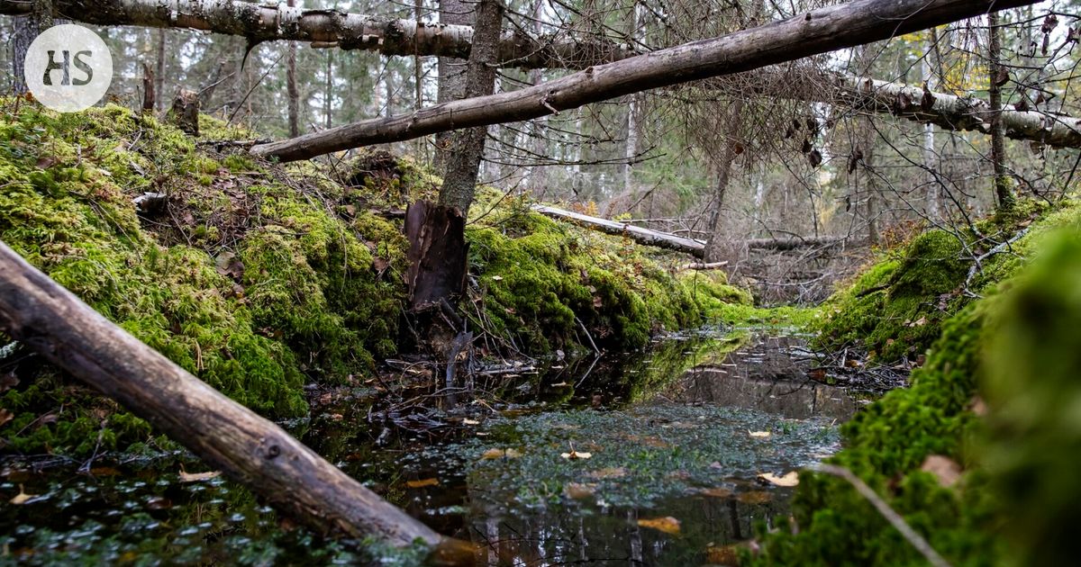 suomets-t-ovat-suuria-hiilen-ja-hiilidioksidin-l-hteit-hs-fi