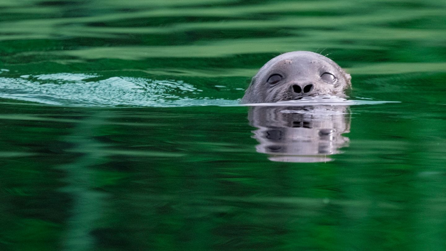 Endangered Saimaa Seal Pup Found Dead in Fishing Net in Finland