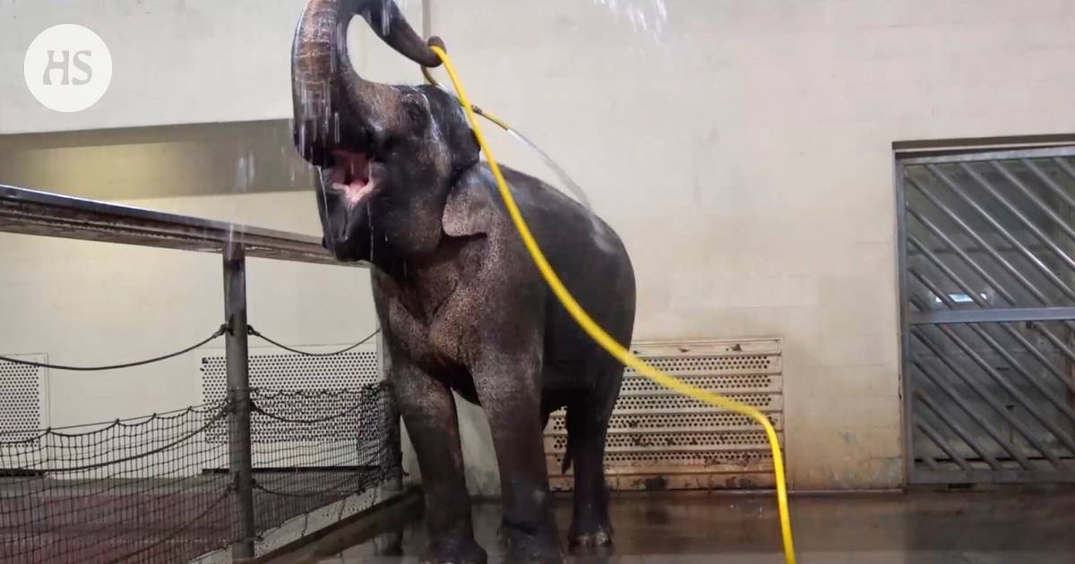 Research: Elephants know how to use a water hose and tease each other by interrupting the shower