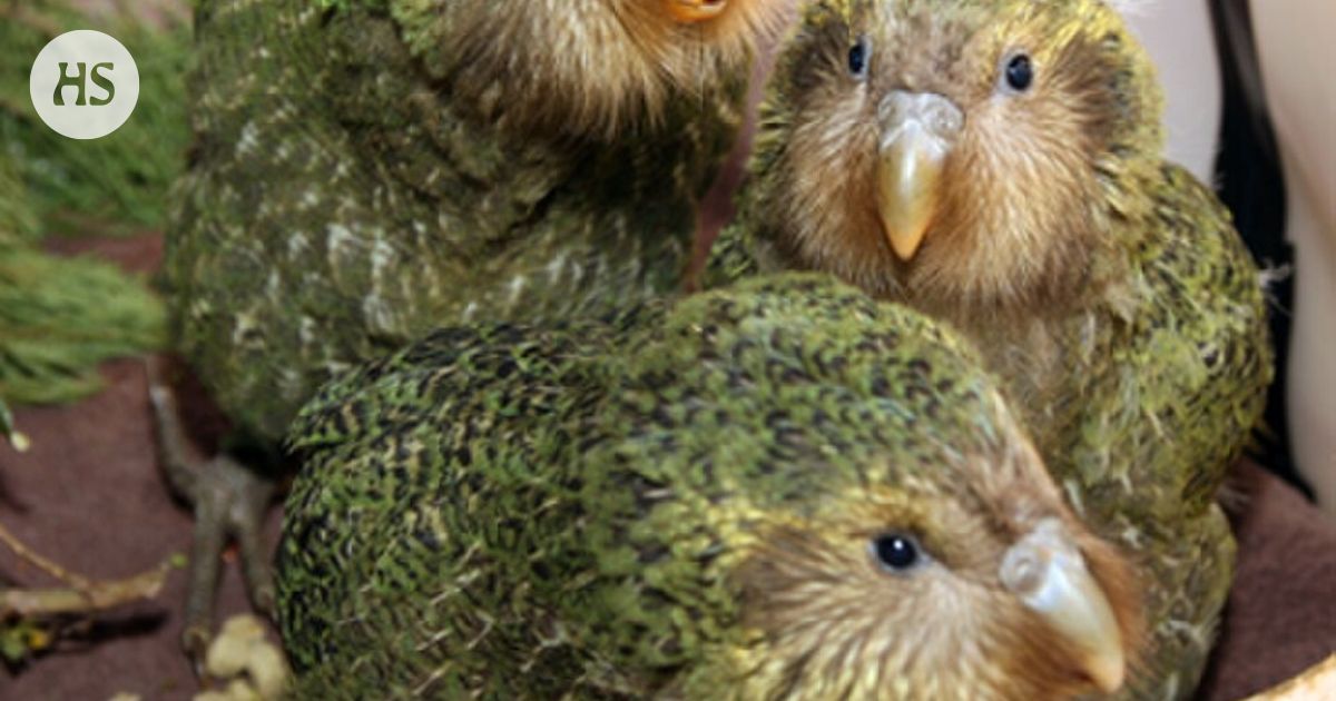 Viikon eläin | Erittäin uhanalaisen pöllöpapukaijan lisääntymistalkoot olivat menestys