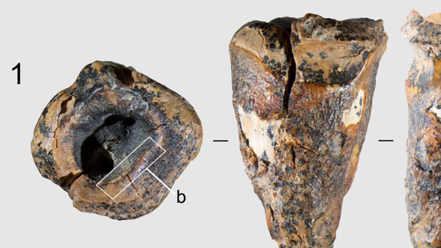 Paleontology: Neanderthals may have removed tooth decay, a cavity in an ancient tooth suggests