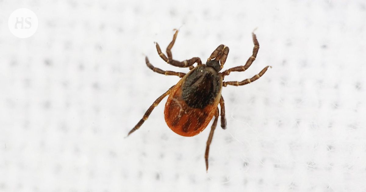 Punkie Insect Punkit saattavat tarvita tänä kesänä kaksi veriateriaa yhden sijaan ...