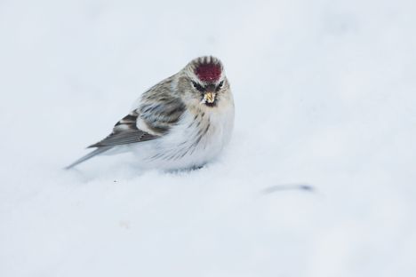 Pitkänniemen laskennan erikoisuus oli tundraurpiainen, jonka erottaminen urpiaisesta vaatii vankkaa määritystaitoa. 