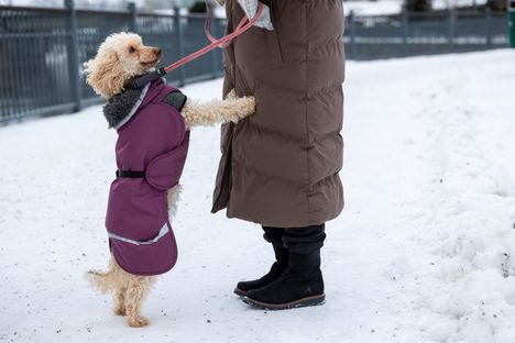 8,5-vuotias keskikokoinen villakoira Liinu ulkoilee talvella talvitakki ja fleece päällään. Kovilla pakkasilla jalkaan on laitettava tossutkin, kertoo omistaja Miia Rimpiläinen.