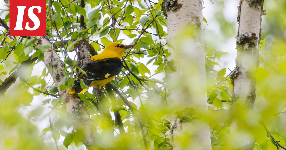 Tällaisia harvinaisuuksia Suomeen on keväällä lennähtänyt