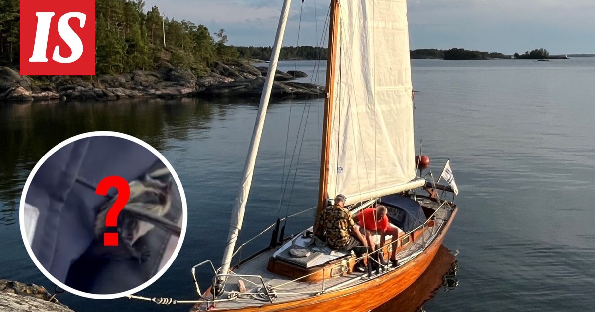 Lepakko Lensi Purjehtijan Kaulaan Byxholmenin Saaristossa Ilta Sanomat lepakko-lensi-purjehtijan-kaulaan-byxholmenin-saaristossa-ilta-sanomat