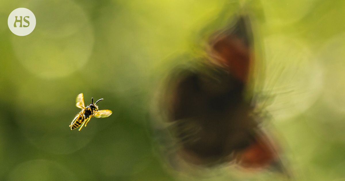 Insects fly to the “bar” in the nature picture of the year