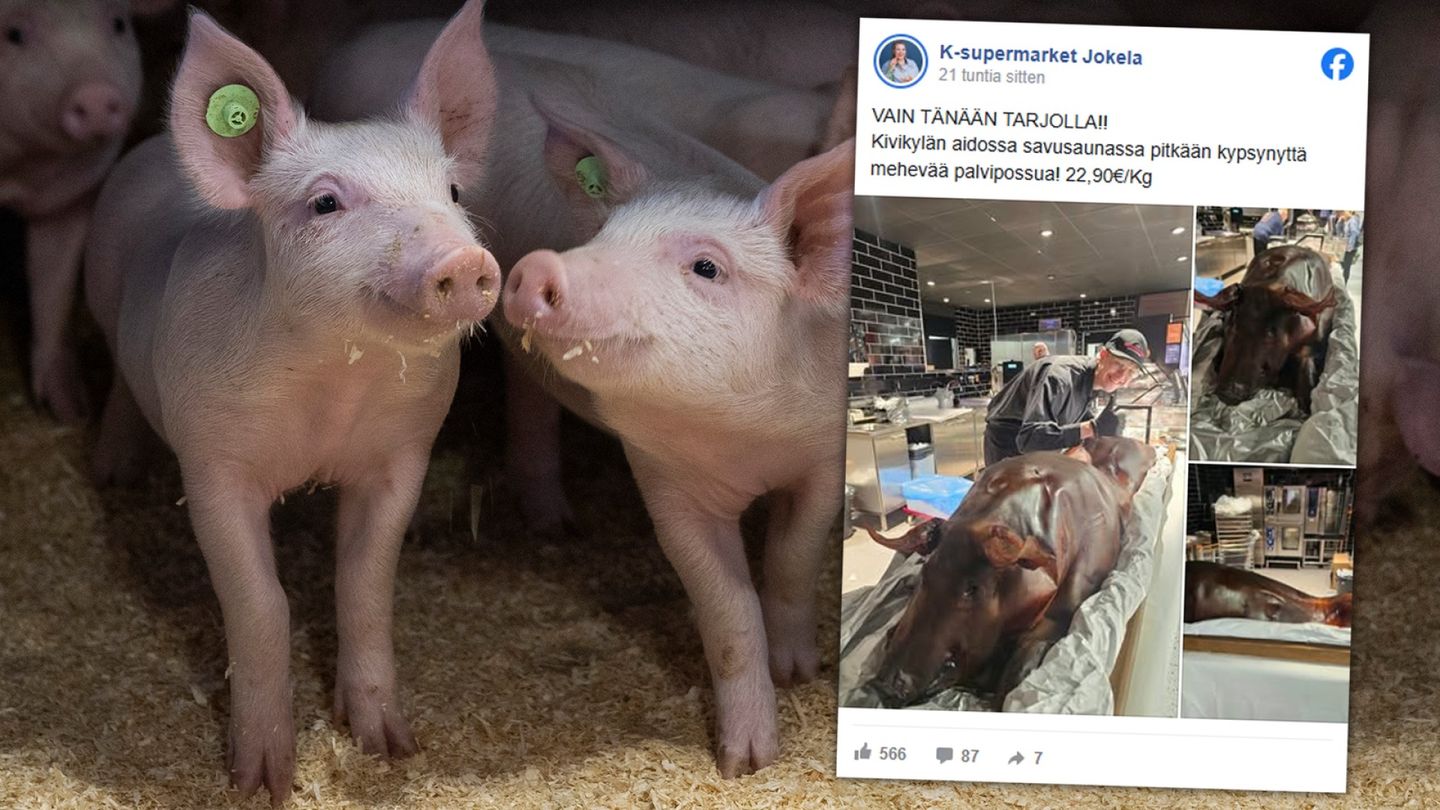 K-kauppa pilkkoi tiskillä kokonaista sikaa korvineen ja kärsineen – someporu yllätti kauppiaan