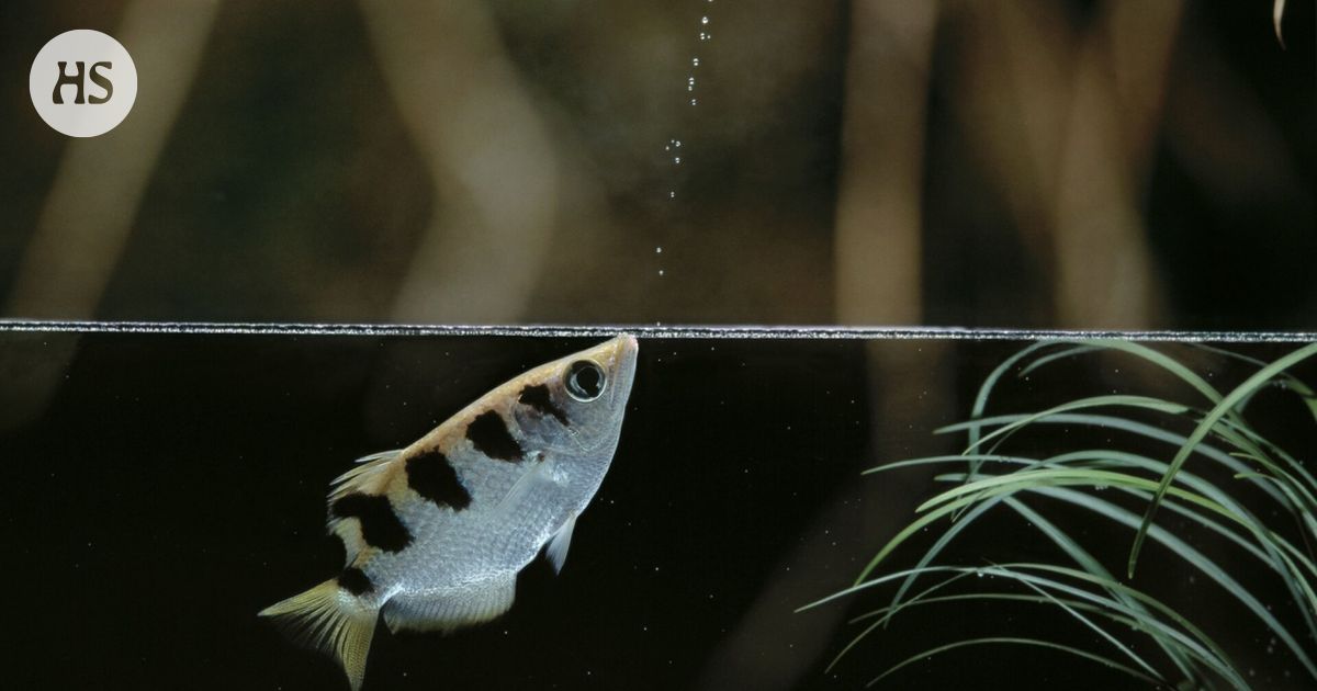 Shooterfish can decide when to shoot and when not to