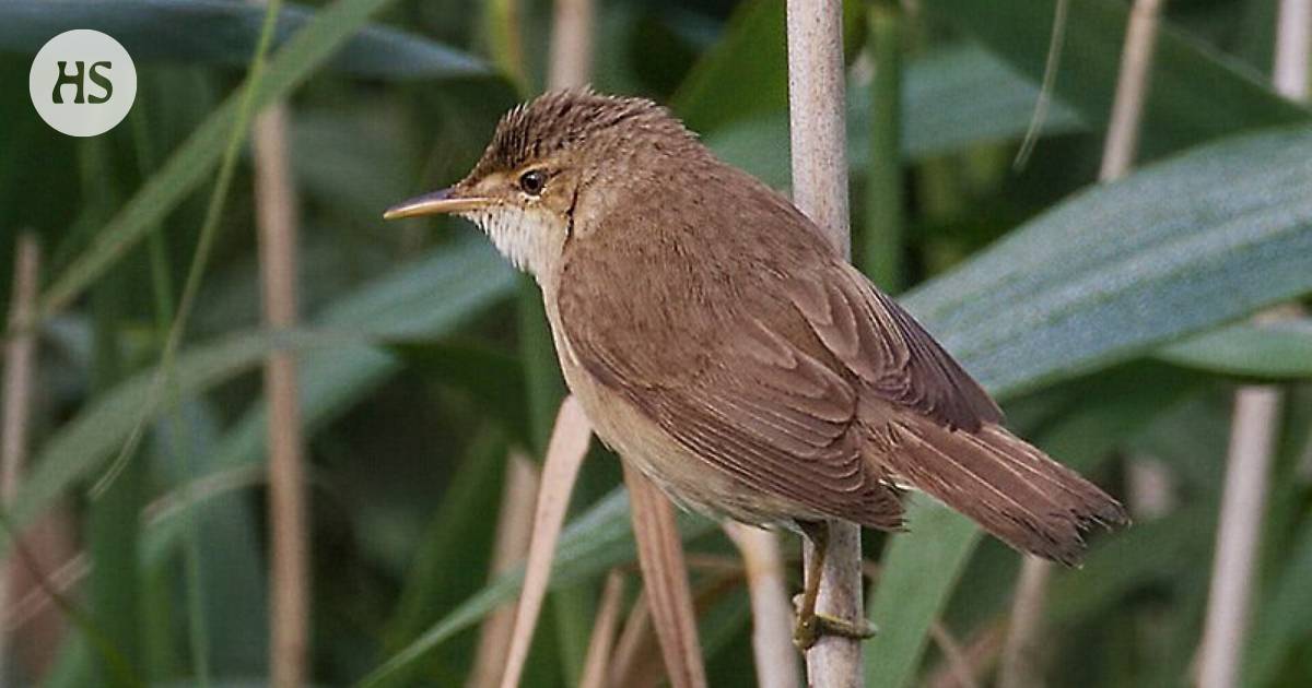 The bird misdirected itself when the magnetic field was disturbed