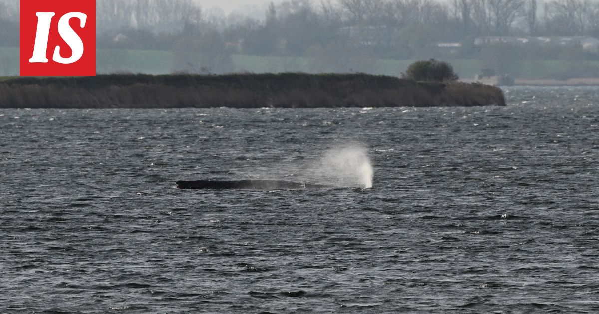 Uutta tietoa jumiin jääneestä Timmy-ryhävalaasta