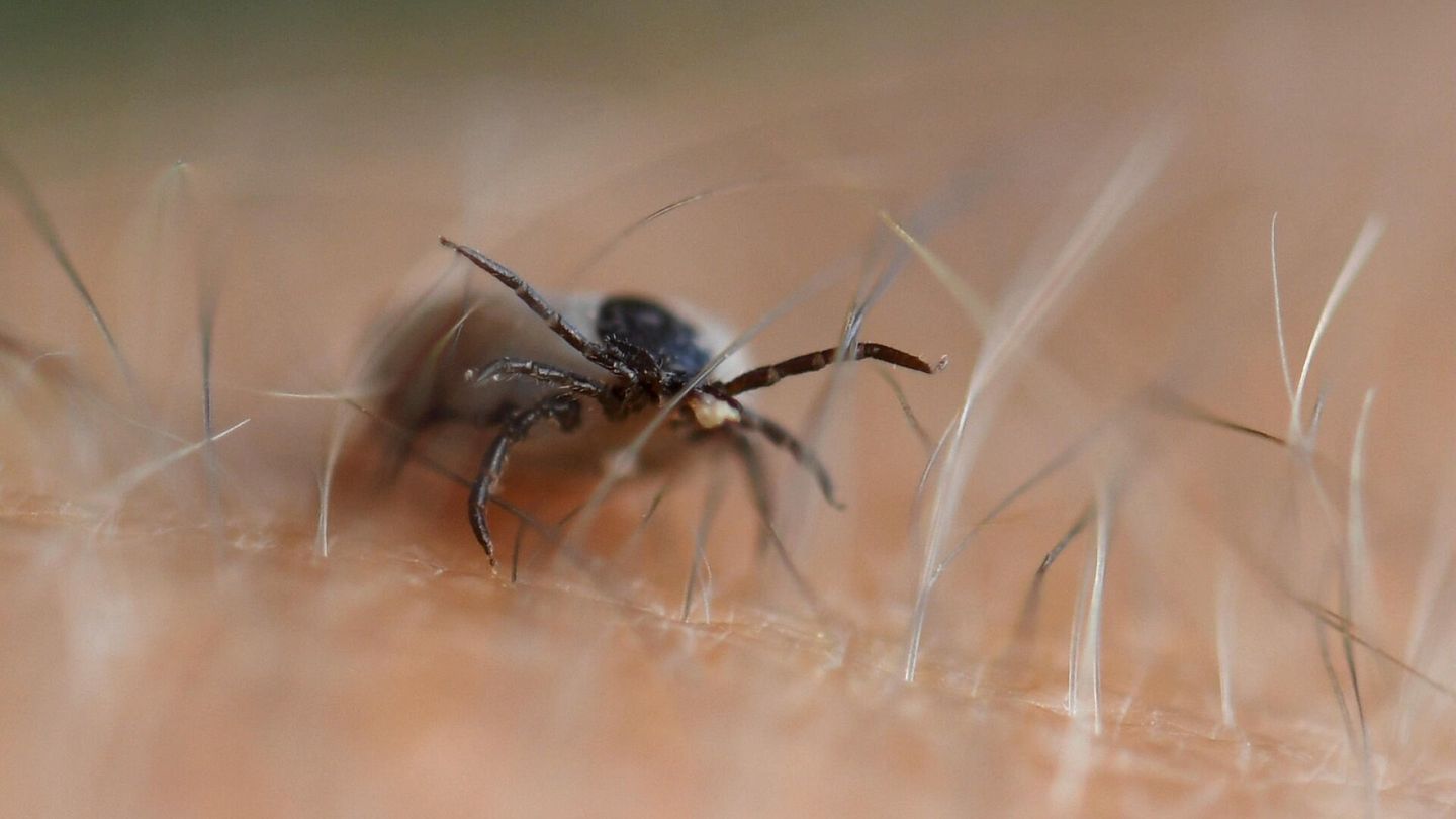 Ticks take over the city green areas Hs.fi