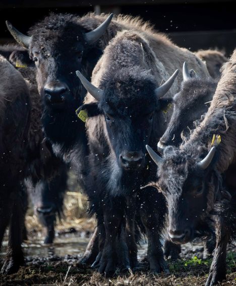 The free -to -wandering herd of bison goes upwind, we left after that