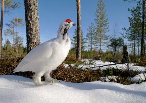 Linnan juhlat: Tarjolla uhanalaista lintua – keittiömestari kommentoi ...