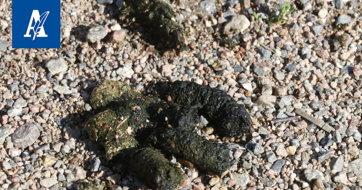 pilaako-hanhen-kakka-santalahden-tapahtumapuiston-uuden-suurtapahtuman