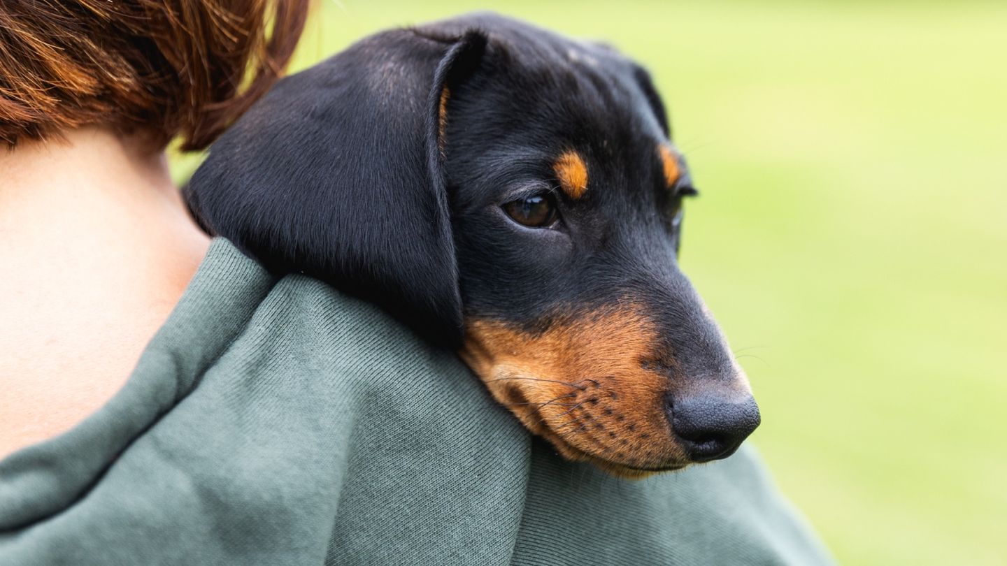 Dogs May Bring Home Bacteria Linked to Less Illness in Infants, Finnish Study Finds