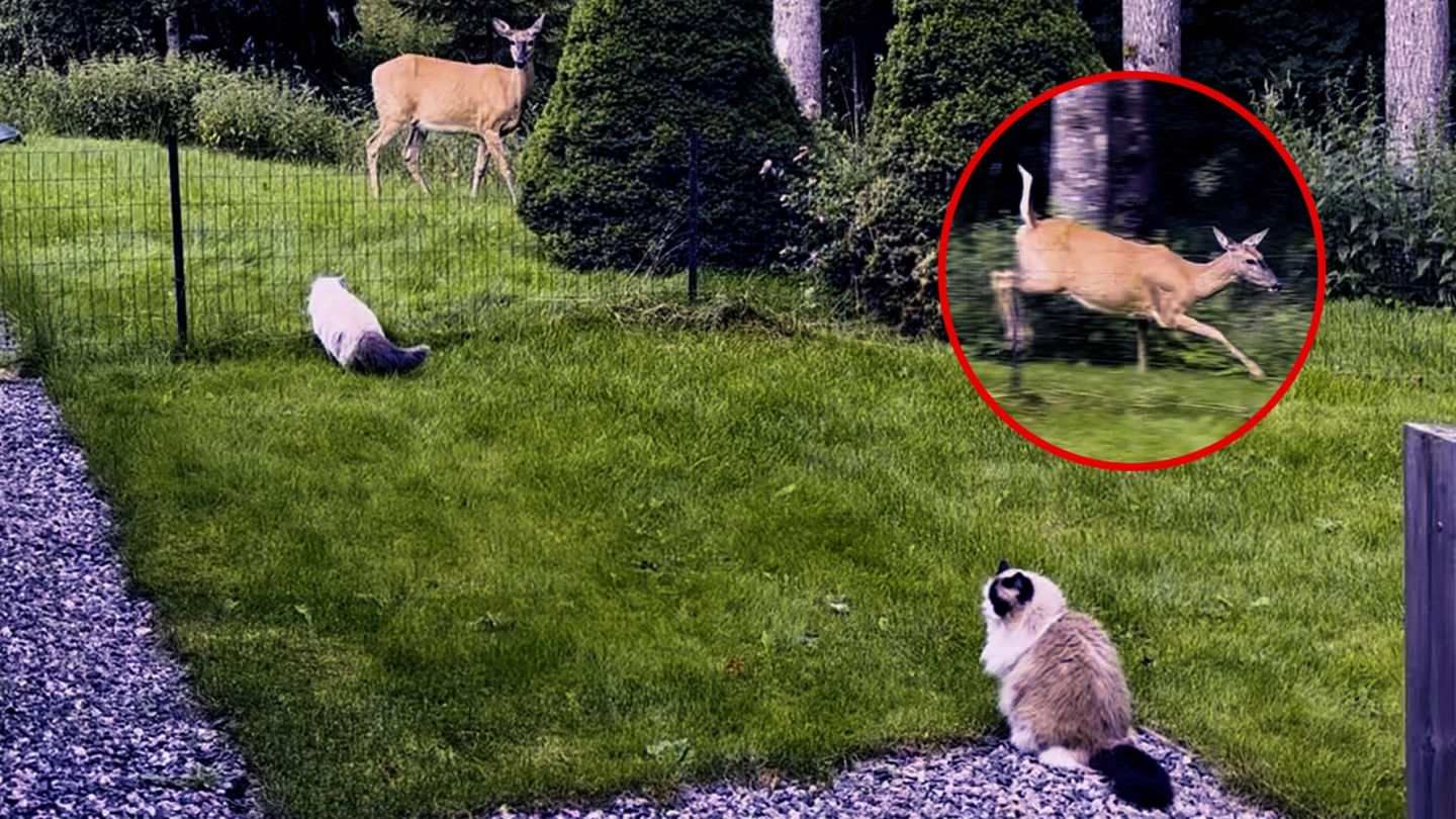 Hannen kissa syöksyi kohti kaurista – sitten kuului ääni, joka muutti kaiken