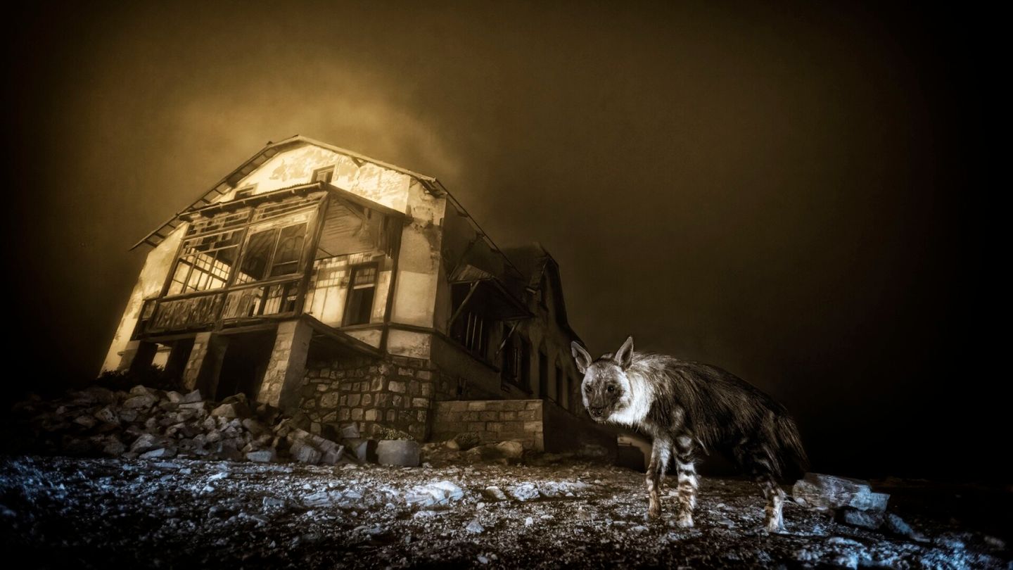 London museum awards hyena portrait