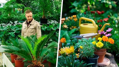 Rustan laajasta kesäkukkavalikoimasta on helppo löytää sopivat kasvit jokaiseen makuun, erilaisille kasvupaikoille. Rustan tuotepäällikkö Jaromir Lindqvist suosittelee kiinnittämään huomiota erityisesti kasvupaikkaan, valo-olosuhteisiin ja omiin resursseihin esimerkiksi kastelun suhteen.