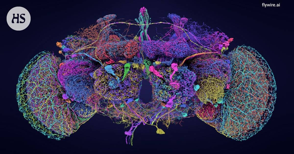 The complete brain map of the banana fly helps the study of human brain disorders