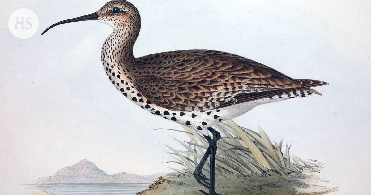 The kaitanokka kuovi is extinct, according to a study