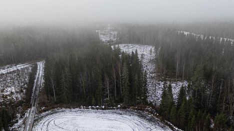 Lempäälän kunnan hankkima maa-alue alkaa ratsastustilan käytössä olevan pellon kulmasta. Valokuva on otettu marraskuussa 2025.