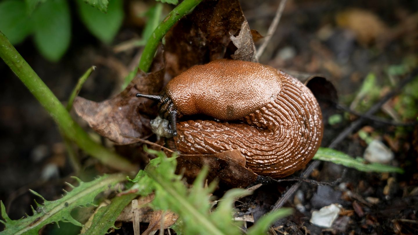 No reason for 'slug hysteria,' biologist says