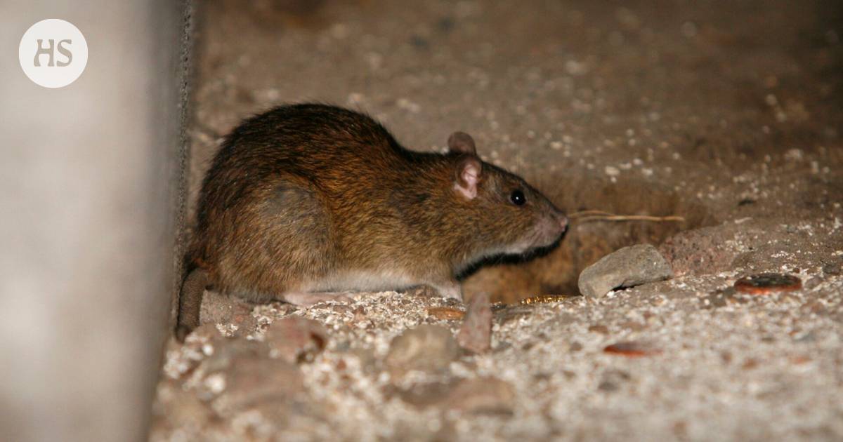 A rat can walk by sensing air currents