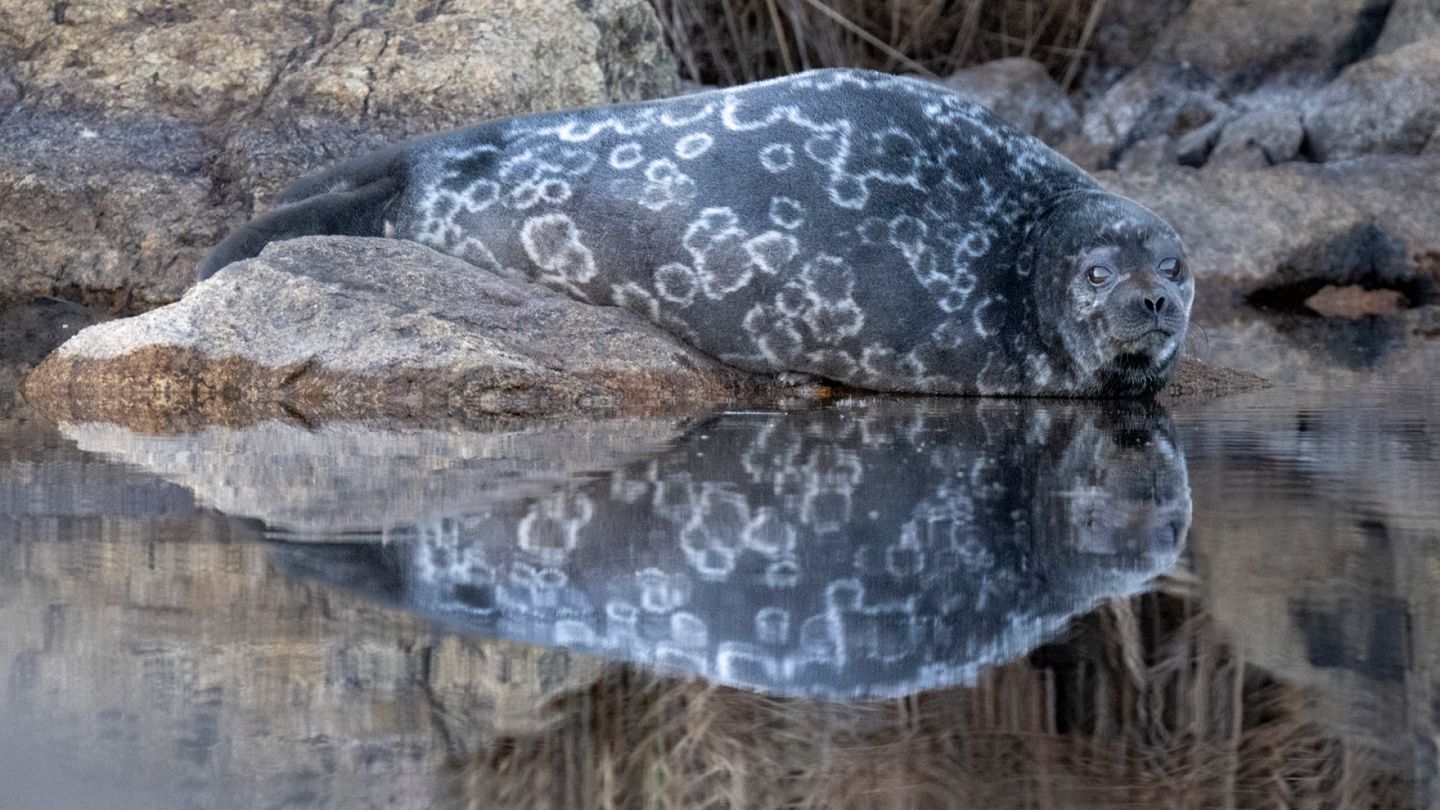 Saimaa seal deaths: Inspector warns of fishermen's ignorance and indifference