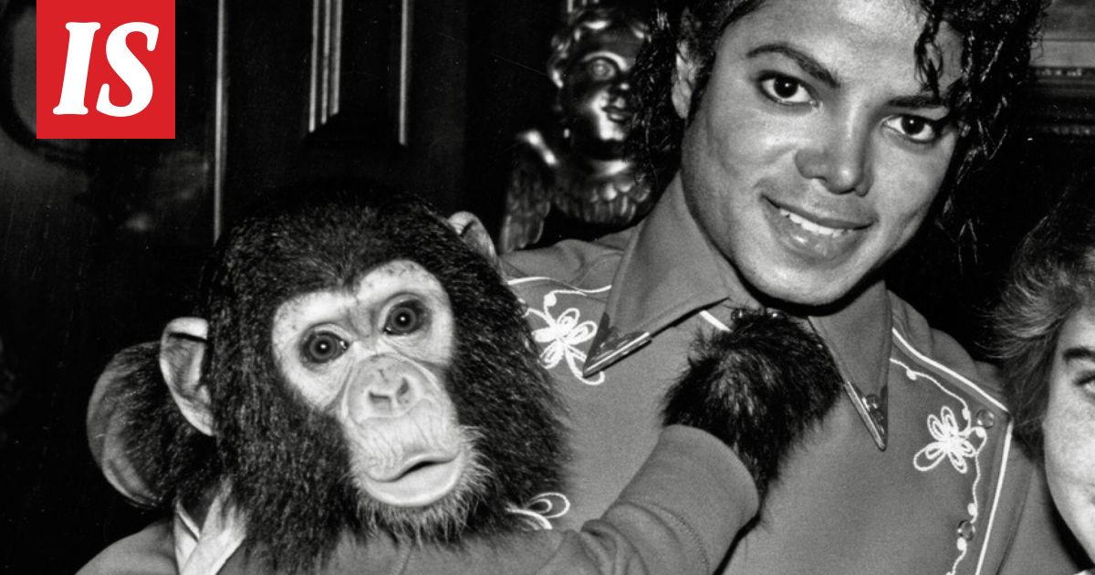 Tämä tiedetään Michael Jacksonin Bubbles-simpanssin kohtalos