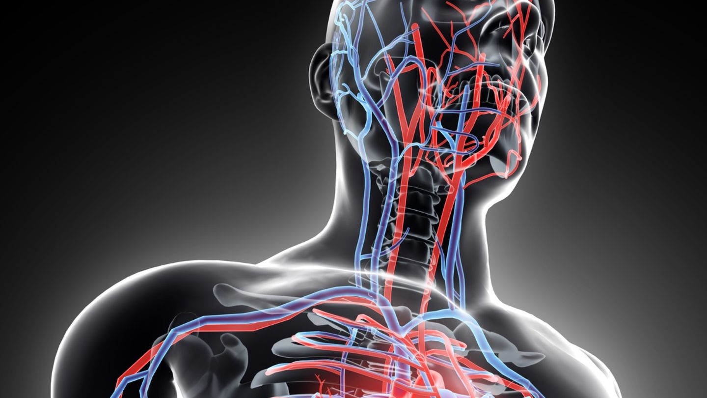 Tunnetko ihmisen anatomian? Testaa tietosi kuvavisassa – 10/10 on kova tulos