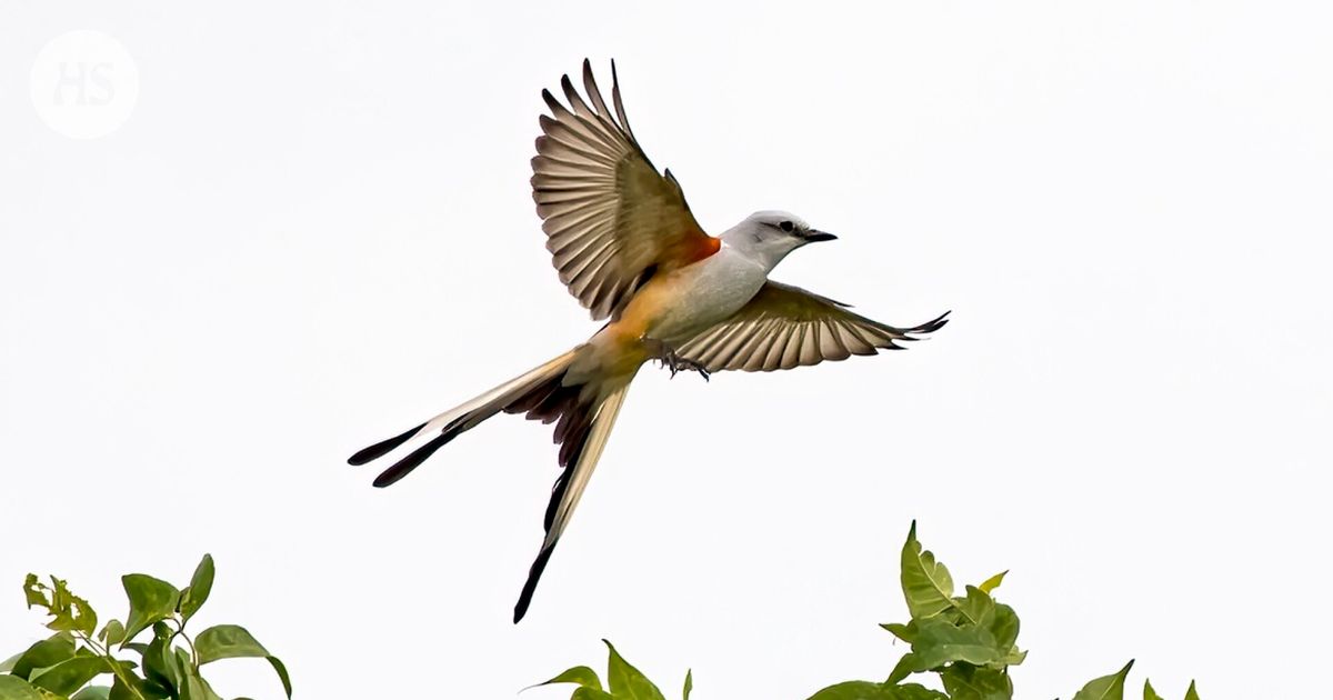 At Linnu’s party, the cutest outfits are worn by the Saxon tyrant and the laahubishop