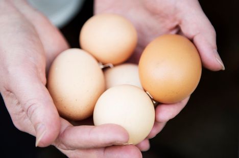 Salmonellaa todettiin munamassan raaka-aineessa omavalvonnan näytteenotossa.