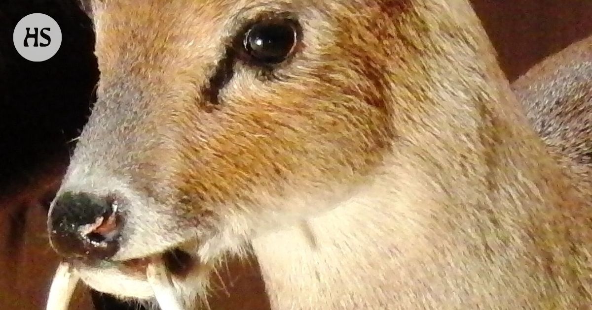 “Vampyre Capricorn” looks unreal – as if Bambi had visited a joke shop