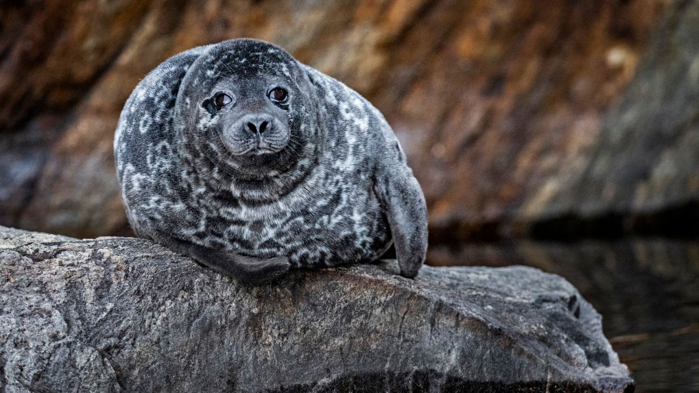 Ministers' dispute leaves Saimaa seal unprotected; nets already in water
