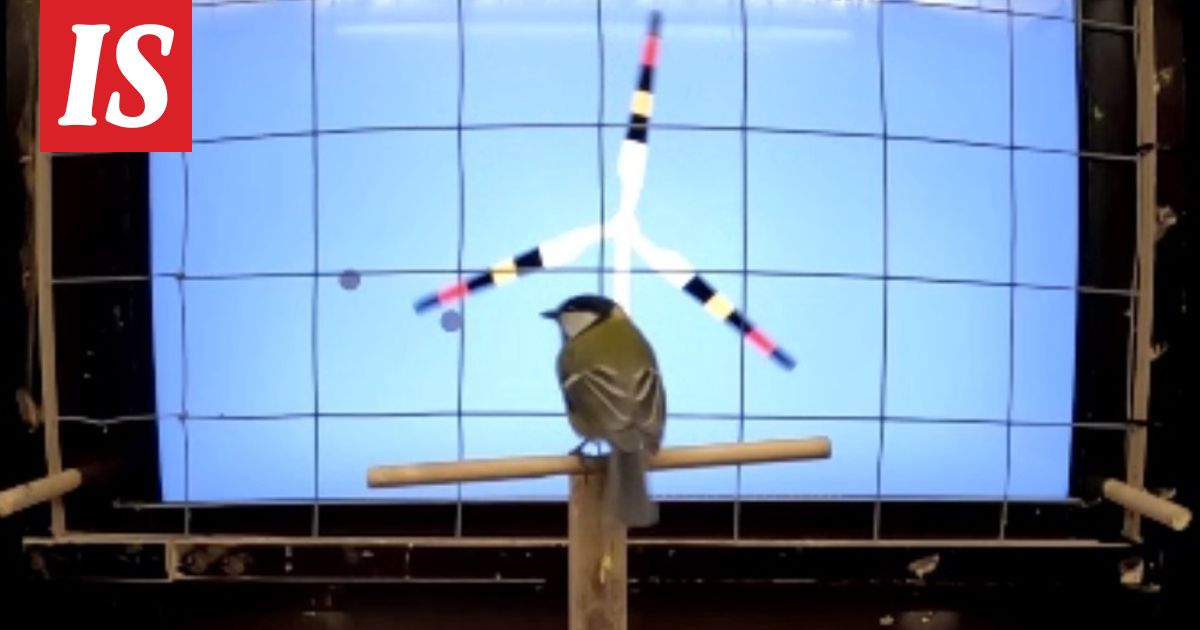 Talitintit pantiin katsomaan videoita – tärkeä syy