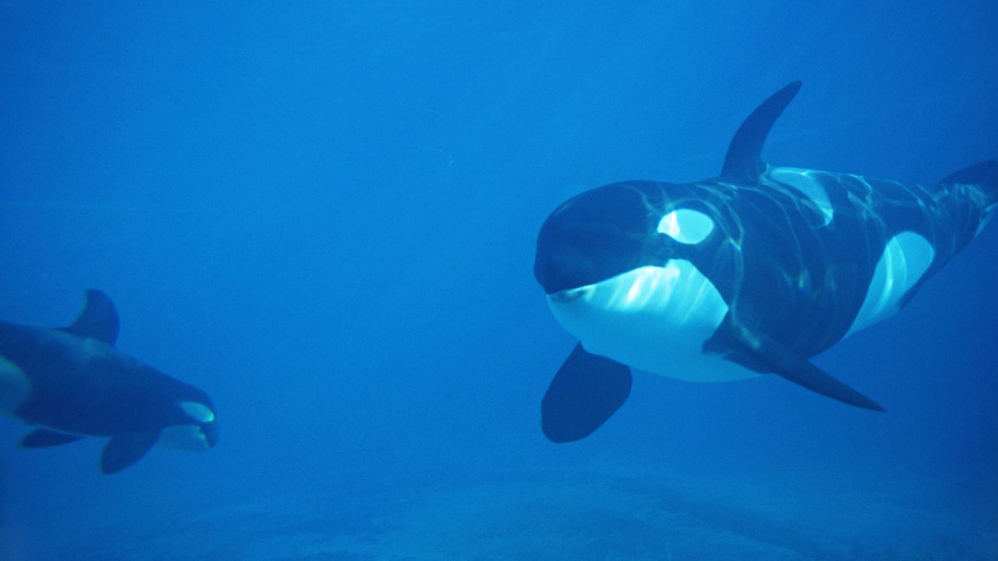 Orcas' playfulness captured on video: Fish explodes after being smashed