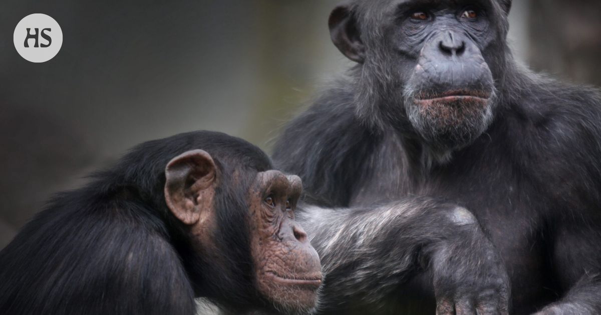 Chimpanzees pee together and apparently associated with the unity of the group