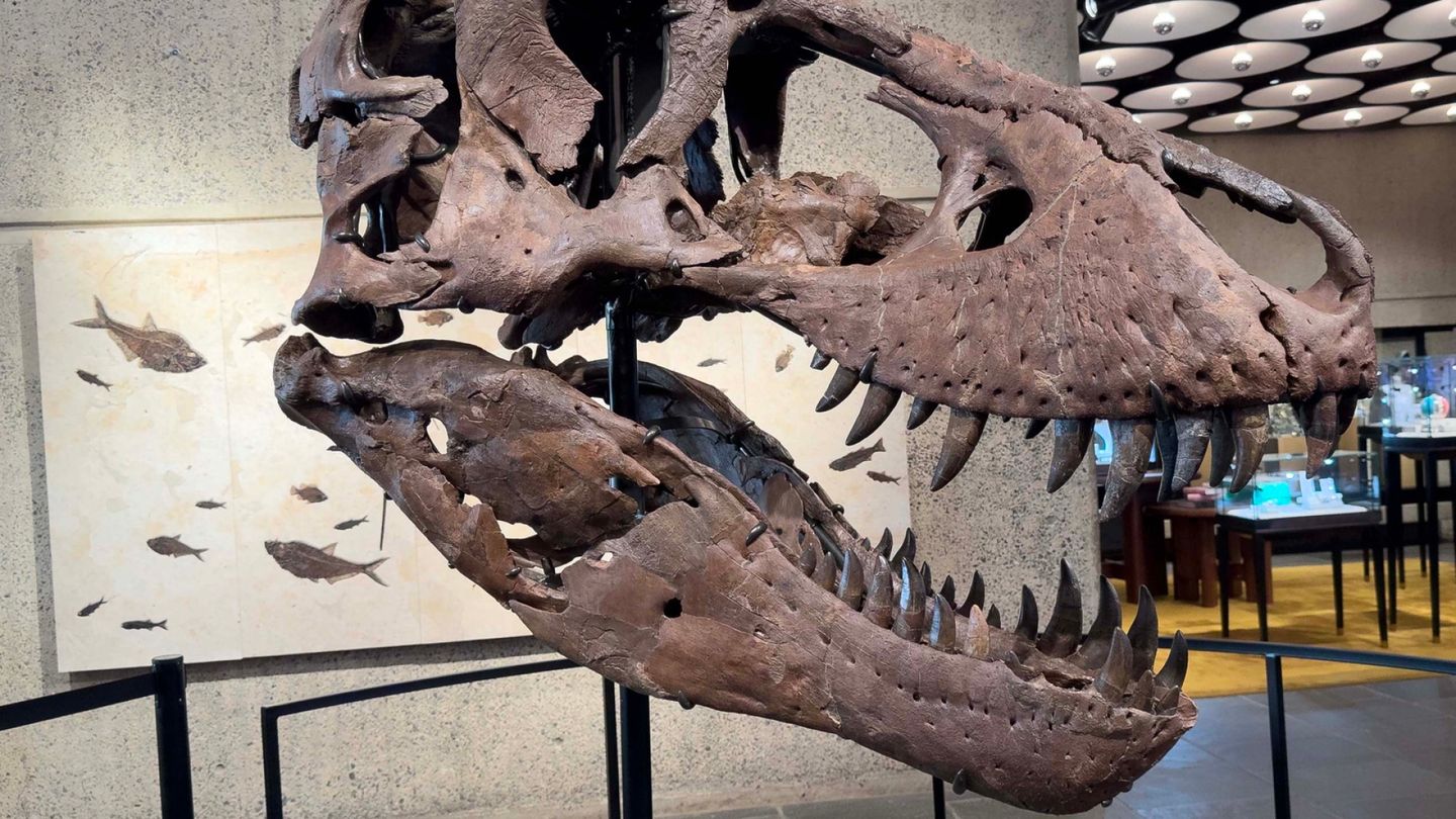 Dinosaur skeleton sells for over $50 million, setting new record
