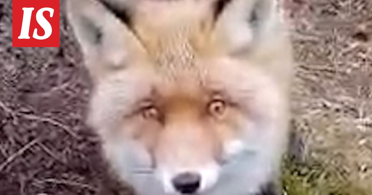 Padasjoella liikkuu kesy otus – Marjut, 67, näki ensimmäistä kertaa aivan läheltä