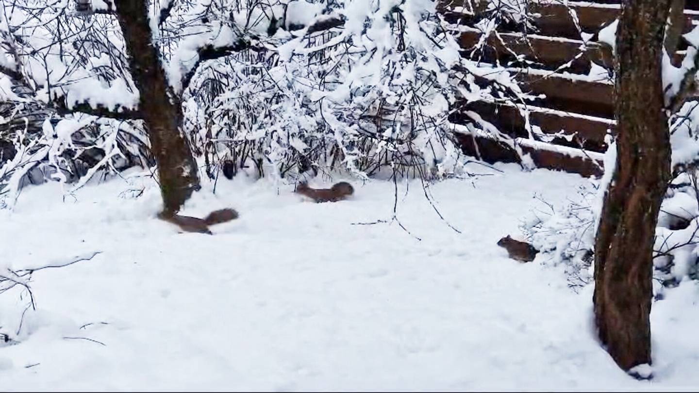 Rotta vastaan oravat, kuka vei voiton?