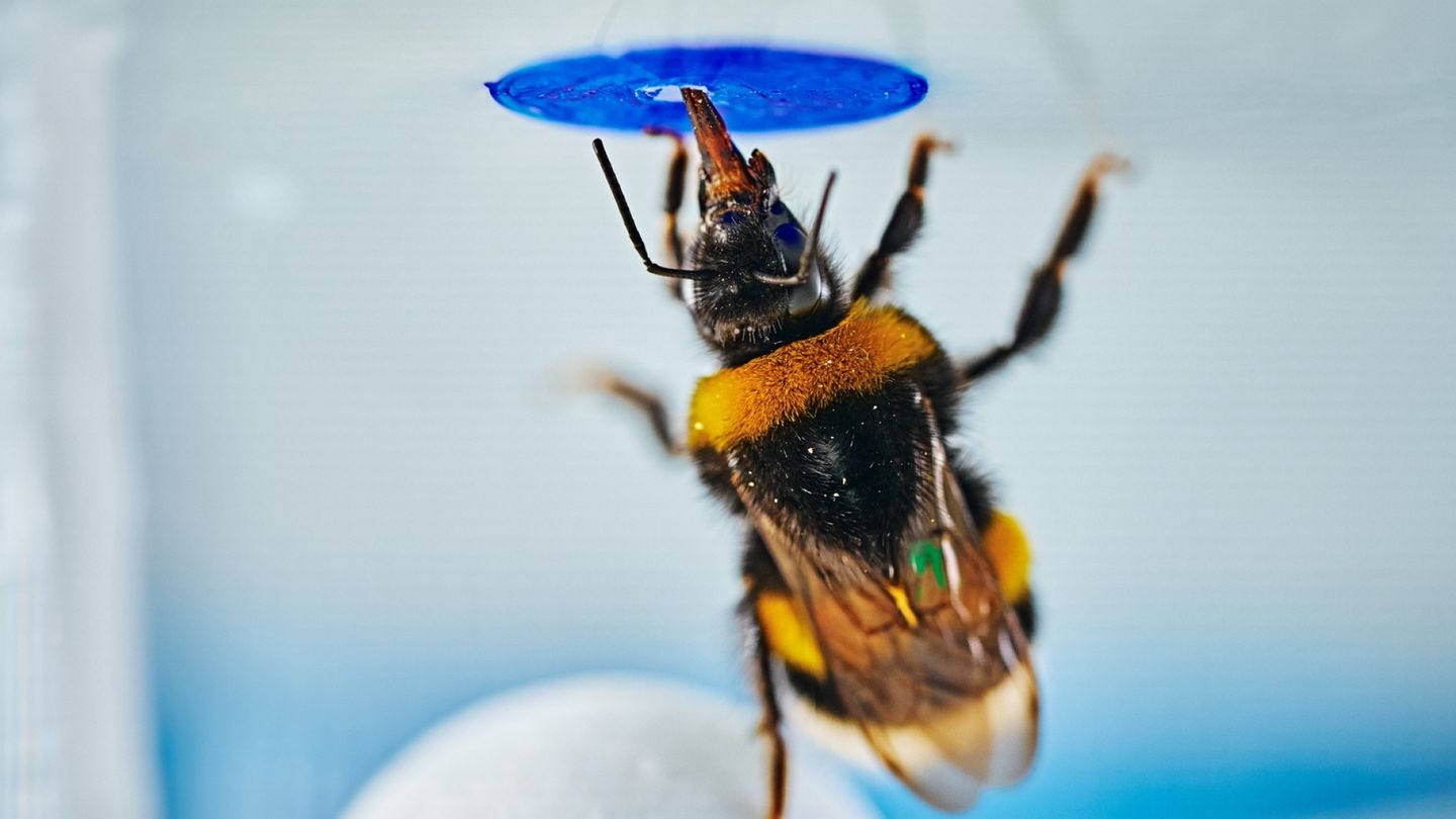 Bumblebee Invents a Way to Get Sugar Water