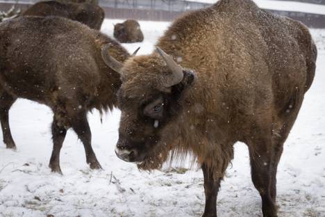 The European bison is doing better. While in 1950 there were no bicentenarians in the wild, in 2020 the number was 6,800. The species has been planted and moved back to its old habitats. The animals in the picture live in Bielowieza National Park in Poland.