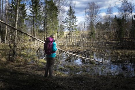 Merle Rallmann Yli 1 000 kilometrin metsävaellusreitti houkuttaa retkeilijöitä Viroon ...